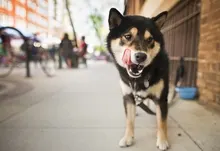 animals dogs shiba inu 1920x1200 wallpaper Art HD Wallpaper